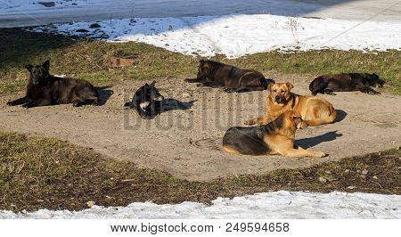 Homeless Dogs In Winter Time Heating On Sanitaryware Well. Stray Dogs Basking On The Sewer Hatch In 