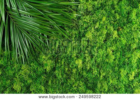 Mock Up Made Of Green Moss And Fern Leaves With Copyspace For Text