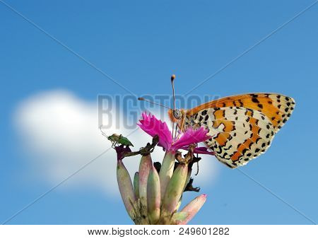 Beautiful Butterfly On A Meadow.  Brush-footed Butterflies. Copy Spaces.