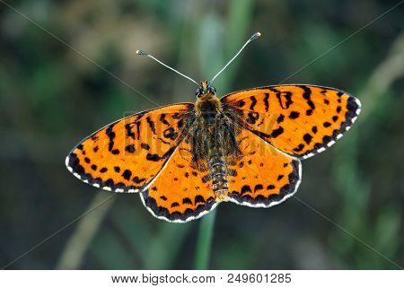 Bright Red Butterfly On A Meadow. Brush-footed Butterflies. Close Up.