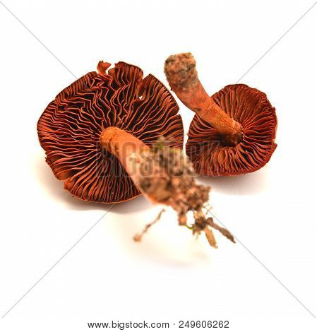Cortinarius Phoeniceus Mushroom Isolated On White Background