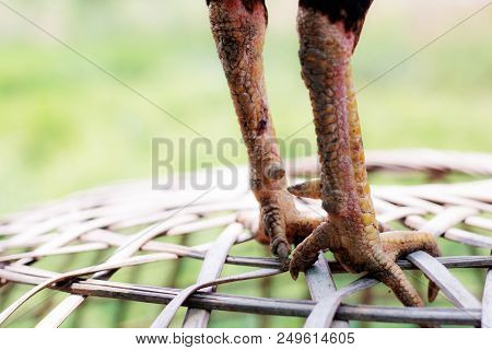 Legs Of Chicken On Cages In A Farm.