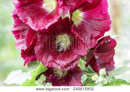 Pink Malva, Plants In The Botanical Garden, Malvaceae, Bumblebee Collects Honey And Carries Pollen
