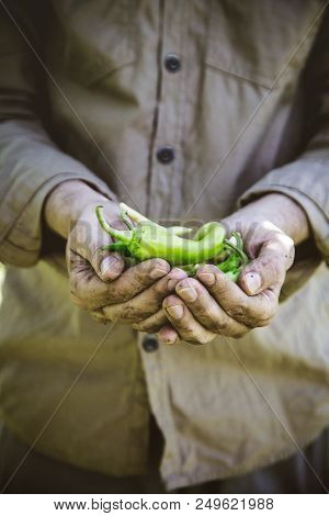Summer Vegetable Garden Concept With Gardener Harvesting Ripe Chili Peppers