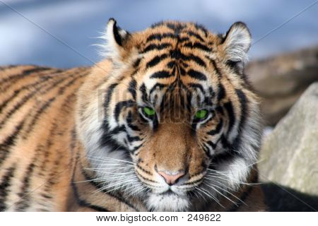  Tiger