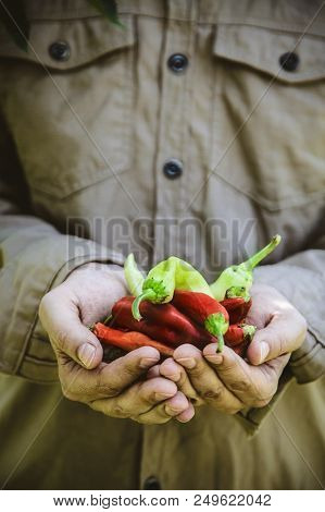 Summer Vegetable Garden Concept With Gardener Harvesting Ripe Chili Peppers