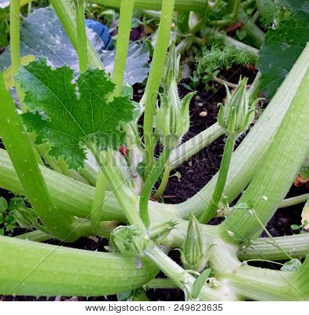 Zucchini Blossom. Vegetable Garden. Siberian Nature. Buds Leaves Stems Earth
