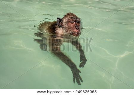 Crab-eating Macaque Monkey (macaca Fascicularis) Swimming In Sea Water. Koh Phi Phi, Thailand.