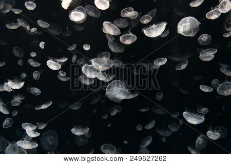 Jellyfish Or Rhizostoma Pulmo Floating In Deep Blue Water