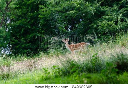 Beautiful Dear Walking In Peace Through Nature, Haderslev, Denmark