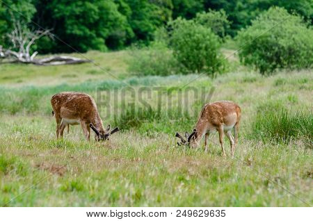 Beautiful Dear Walking In Peace Through Nature, Haderslev, Denmark