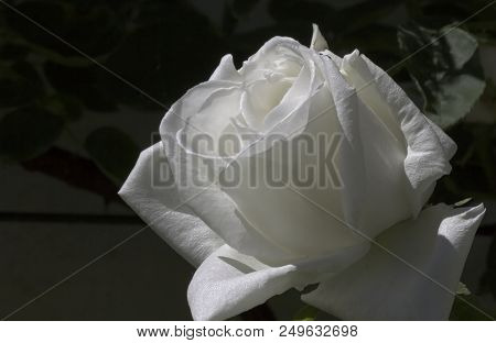 A White Rose For Bithday And Holidays