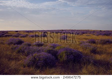 Picturesque View Of Lavender Field On Sunny Summer Day. Vast Grassy Meadow Covered With Purple Lavan