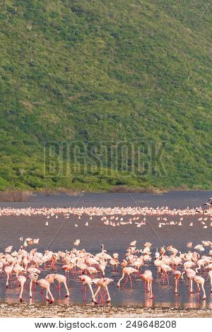 Landscape With Pink Birds. Flamingo Of Lake Baringo. Africa
