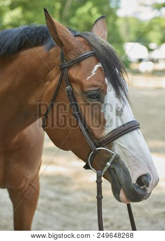 2018 Hunter/jumper Classic At Cleveland Metro Parks Polo Field In Moreland Hills, Ohio Usa