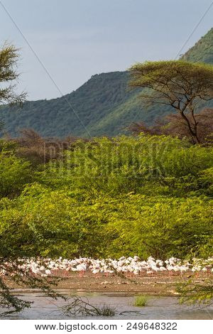 Landscape With Birds. Flamingo Of Lake Baringo. Africa.