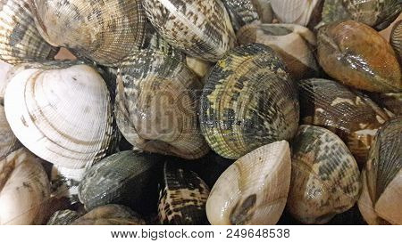 Mediterranean Molluscs Background. Sicilian Vongole Mollusc For Pasta Recipe. Top View Cooking Templ