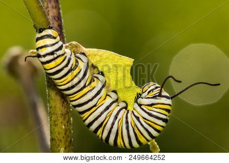 A Close Up Of A 5th Instar Monarch Caterpillar.