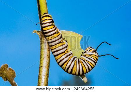 A Close Up Of A 5th Instar Monarch Caterpillar.