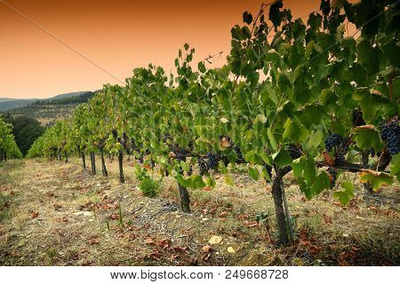 Bunches Of Red Grapes In A Vineyard In Chianti At Sunset. Tuscany, Italy.