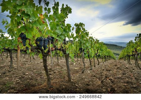 Bunches Of Red Grapes In A Vineyard In Chianti With Cloudy Sky. Tuscany, Italy.