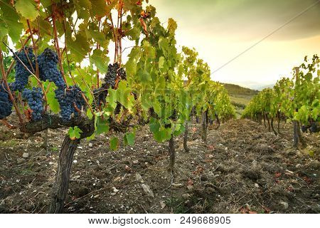 Bunches Of Red Grapes In A Vineyard In Chianti. Tuscany, Italy.