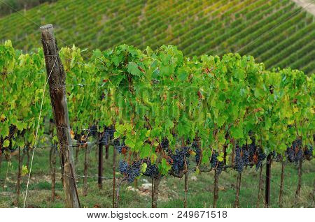 Chianti Region. Red Grapes On Green Vineyard During Autumn Season. Tuscany, Italy.