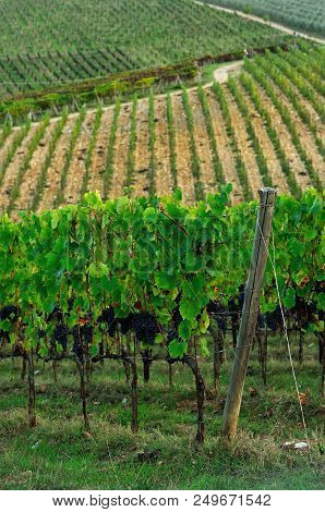 Chianti Region. Red Grapes On Green Vineyard During Autumn Season. Tuscany, Italy.