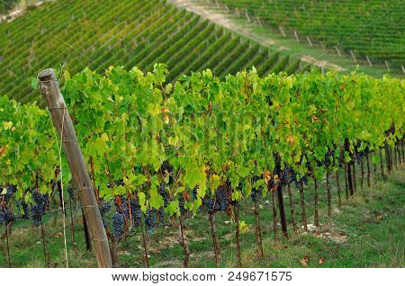 Chianti Region. Red Grapes On Green Vineyard During Autumn Season. Tuscany, Italy.