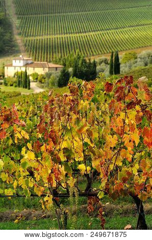 Farmhouse In Chianti With Beautiful Row Of Vineyards And Colored Leaves On Foreground. Tuscany, Ital