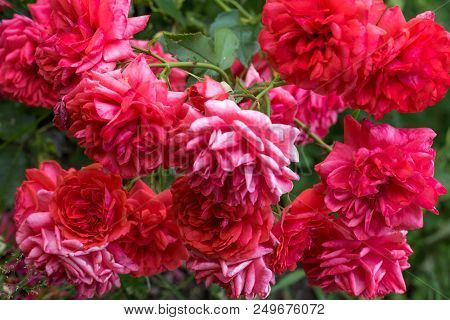 Beautiful Salmon-red Roses In A Garden, In The Style Of Vintage Roses. Rose Uetersens Rosenkonigin, 