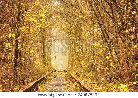 Fall Autumn Tunnel Of Love In Klevan Ukraine.