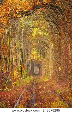 Fall Autumn Tunnel Of Love In Klevan Ukraine.
