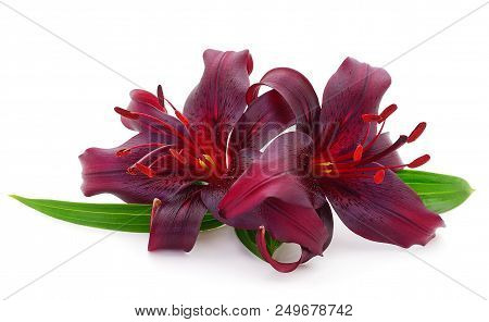 Two Red Lily Isolated On White Background