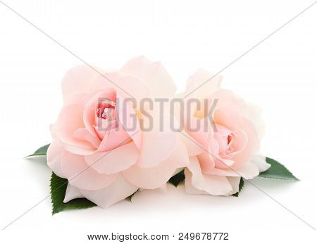 White Beautiful Roses Isolated On White Background.
