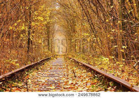 Dirty Road In Autumn Beech Forest, Fall In Foliar Forest.