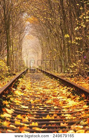 Dirty Road In Autumn Beech Forest, Fall In Foliar Forest.
