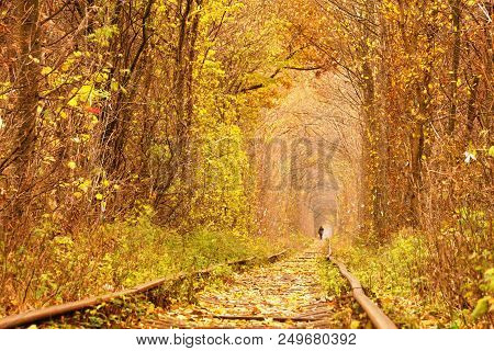 Dirty Road In Autumn Beech Forest, Fall In Foliar Forest.