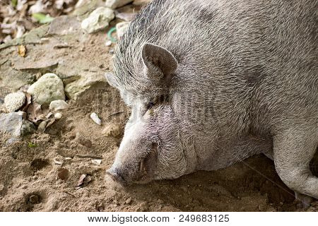 Fat Cute Pig Is A Lovely Pet In Thailand