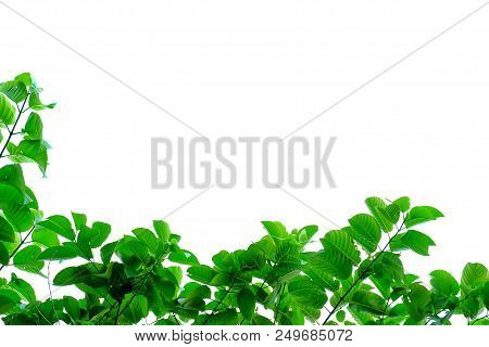 Tropical Tree Leaves With Branches On White Isolated Background For Green Foliage Backdrop