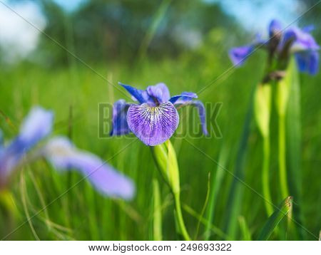 Indaceae Indeae Iris Versicolor Or Blue Flag, Harlequin Blueflag, Larger Blue Flag, Northern Blue Fl