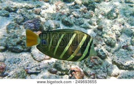 Sailfin Tang Swimming Over Sun Dappled Rocky Reef In Hawaii