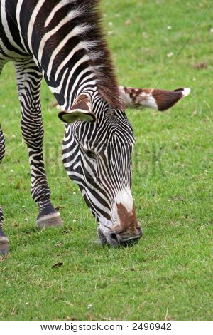 138_3874_Edited-Zebra