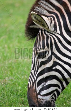 139_3907_Edited-Zebra