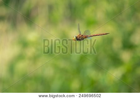 Beautiful Nature Scene With Dragonfly Norfolk Hawker . Macro Shot Of The Flying Dragonfly Norfolk Ha