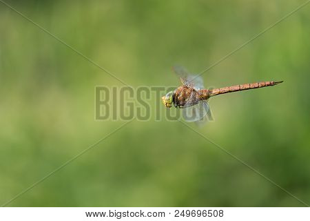 Beautiful Nature Scene With Dragonfly Norfolk Hawker . Macro Shot Of The Flying Dragonfly Norfolk Ha