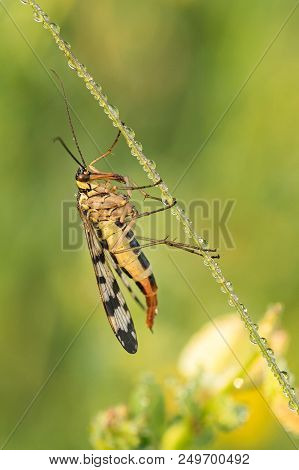 Beautiful Nature Scene With Insect Mecoptera . Macro Shot Of Insect Mecoptera On The Grass. Mecopter