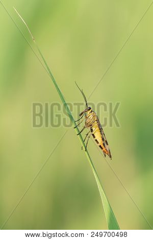 Beautiful Nature Scene With Insect Mecoptera . Macro Shot Of Insect Mecoptera On The Grass. Mecopter