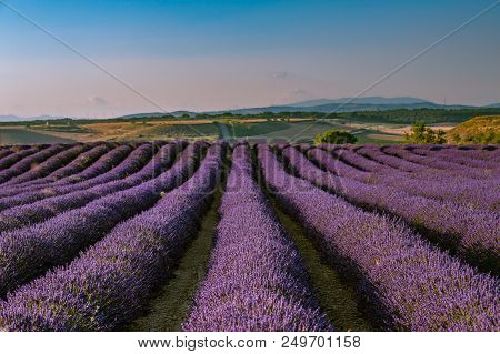 Summer Background: Lilac Blossom Of Levender Field Lit By Golden Sunset Light. Selective Focus. Copy