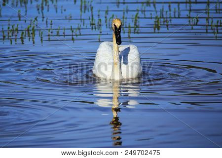 Trumpeter Swan (cygnus Buccinator) In Yellowstone National Park, Wyoming, Usa